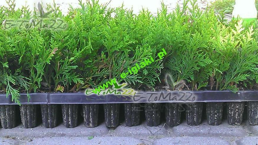 Thuja Brabant Produzent - Multiplate + Dünger 10000 Stücke