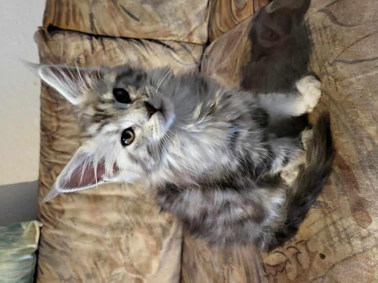 Bild 5: Reinrassige Maine Coon Kitten mit Stammbaum