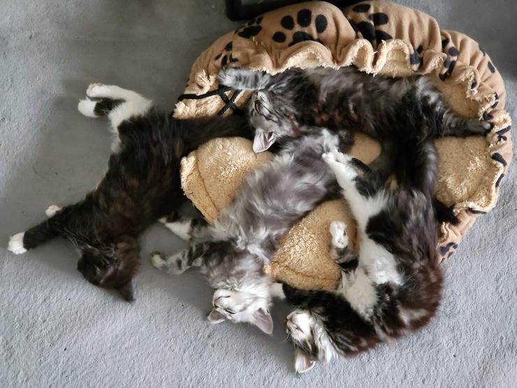Reinrassige Maine Coon Kitten mit Stammbaum - Rassekatzen - Bild 6