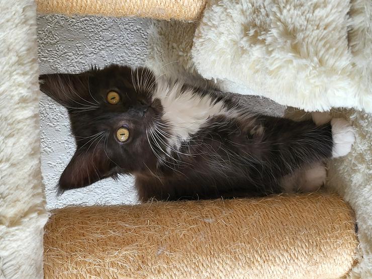 Reinrassige Maine Coon Kitten mit Stammbaum - Rassekatzen - Bild 1