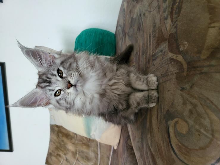 Reinrassige Maine Coon Kitten mit Stammbaum - Rassekatzen - Bild 2