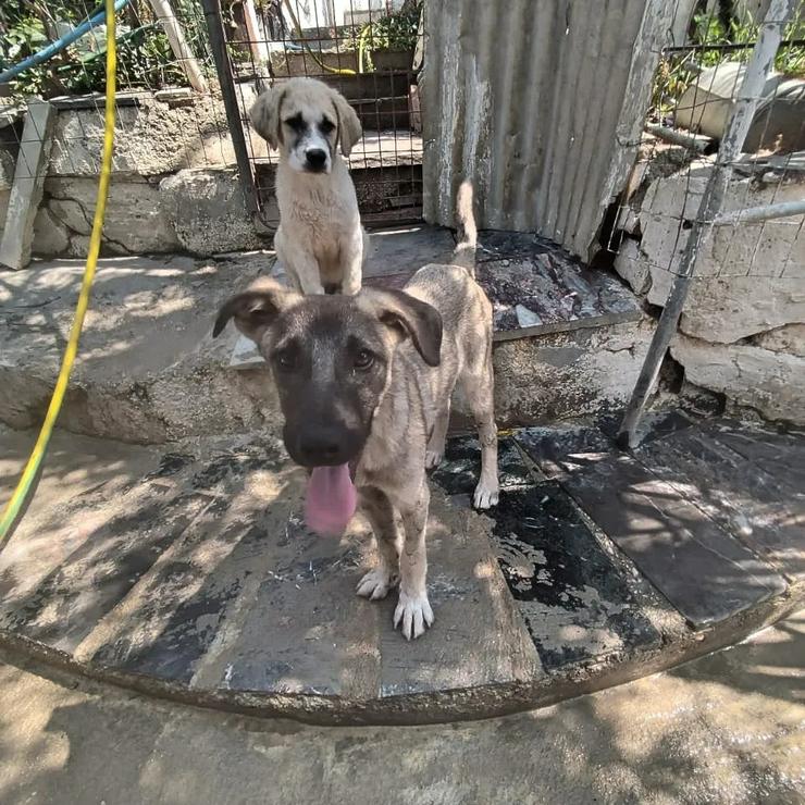 Kleiner Santos - Mischlingshunde - Bild 2