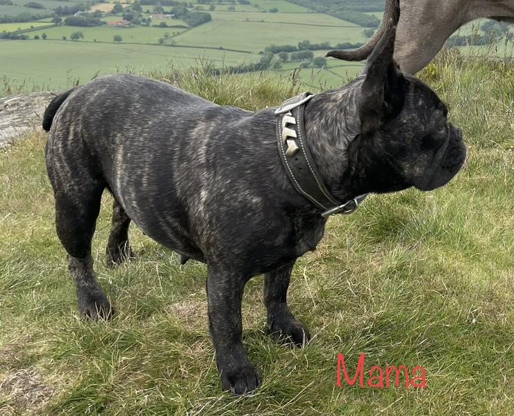Bild 15: Französische Bulldogge freiatmend ,sportlich mit Ahnentafel