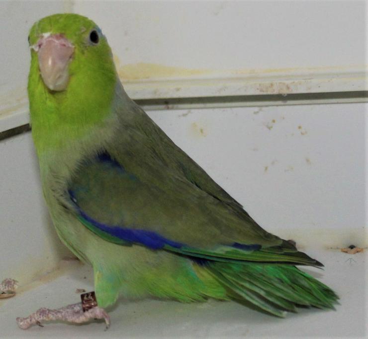 Verkaufe junge Blaugenicksperlingspapageien, verschiedene Farben von 2022 - Papageien - Bild 2