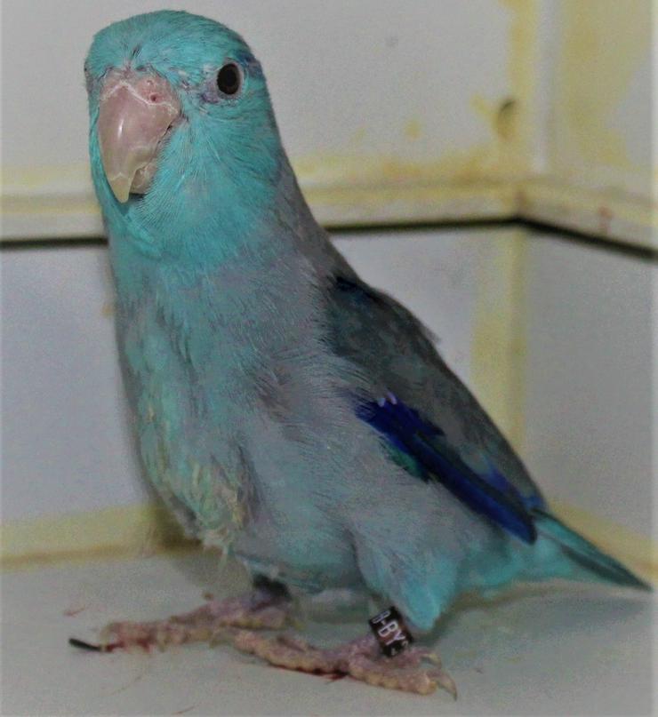 Verkaufe junge Blaugenicksperlingspapageien, verschiedene Farben von 2022 - Papageien - Bild 15