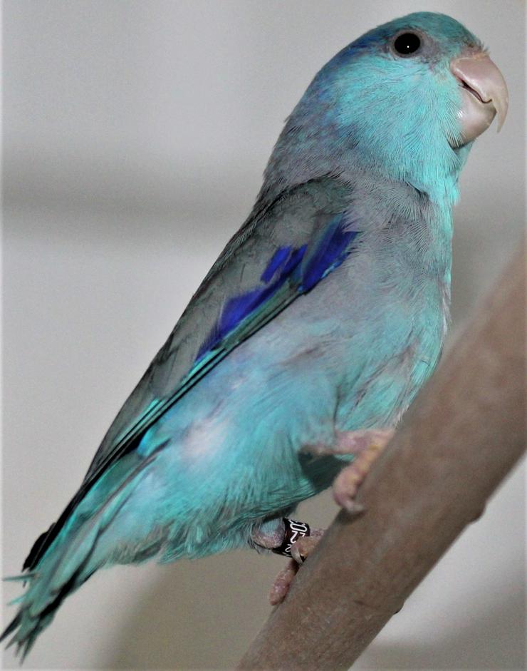 Verkaufe junge Blaugenicksperlingspapageien, verschiedene Farben von 2022 - Papageien - Bild 6