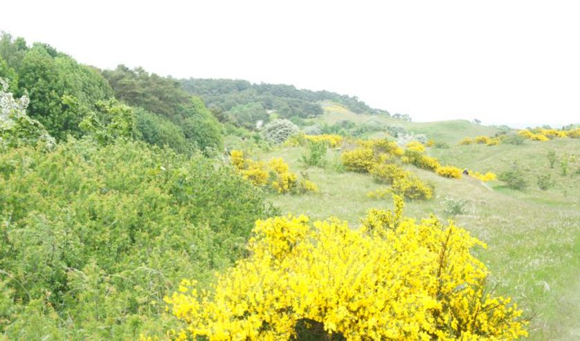 Bild 7: Insel Hiddensee  Ferienhaus Ostsee Urlaub Ort Kloster