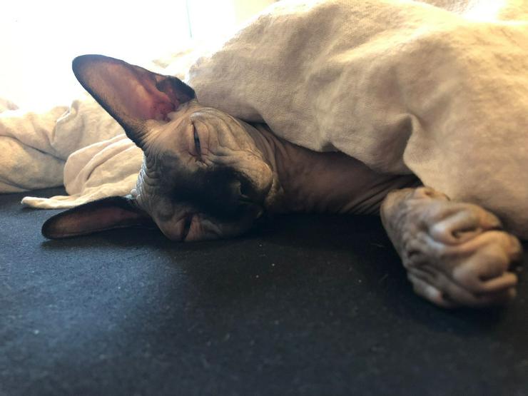 Sphynx Pärchen zu verkaufen  - Rassekatzen - Bild 11