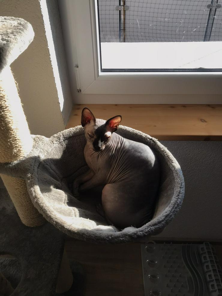 Sphynx Pärchen zu verkaufen  - Rassekatzen - Bild 13