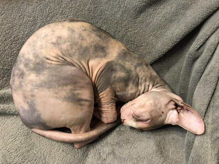 Bild 8: Sphynx Pärchen zu verkaufen 