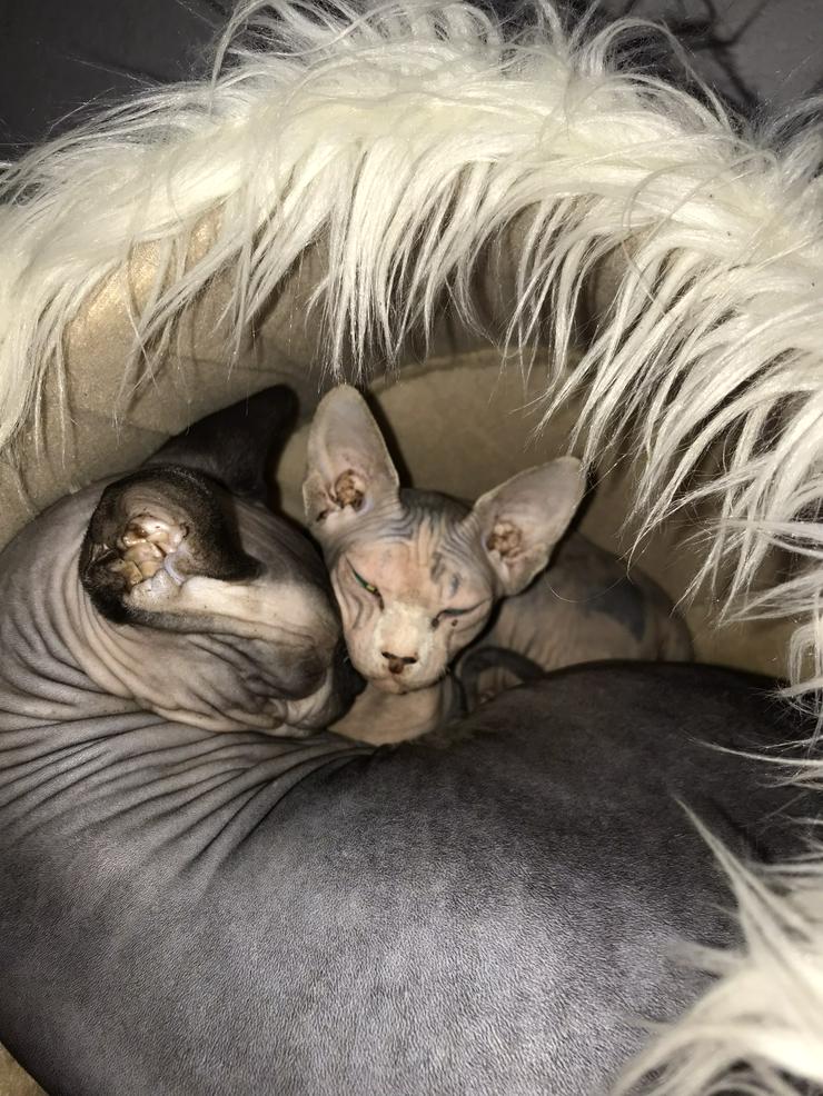 Bild 12: Sphynx Pärchen zu verkaufen 