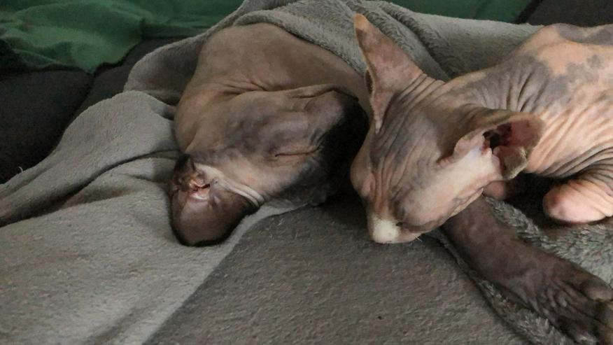 Bild 10: Sphynx Pärchen zu verkaufen 