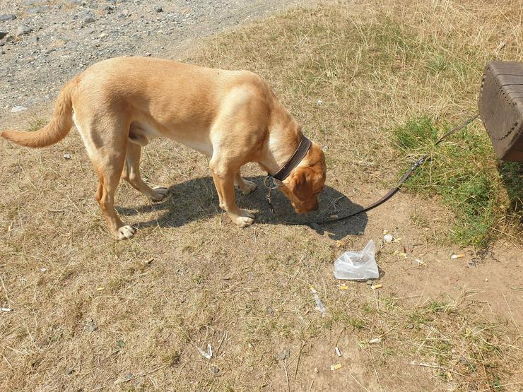 Bild 6: Reinrassiger kastrierter Labradorrüde Ole sucht neues Zuhause