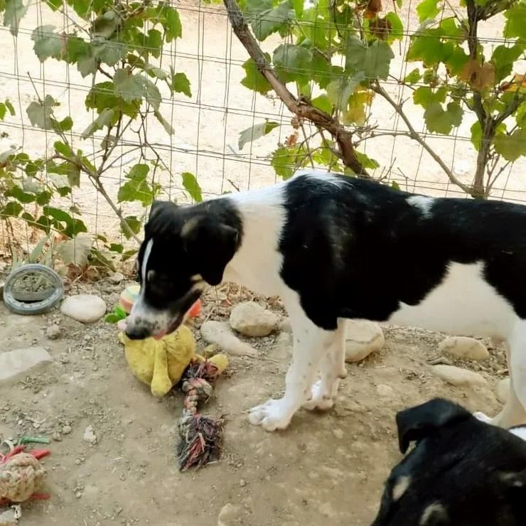 Ralf sucht Familie mit Garten - Mischlingshunde - Bild 2