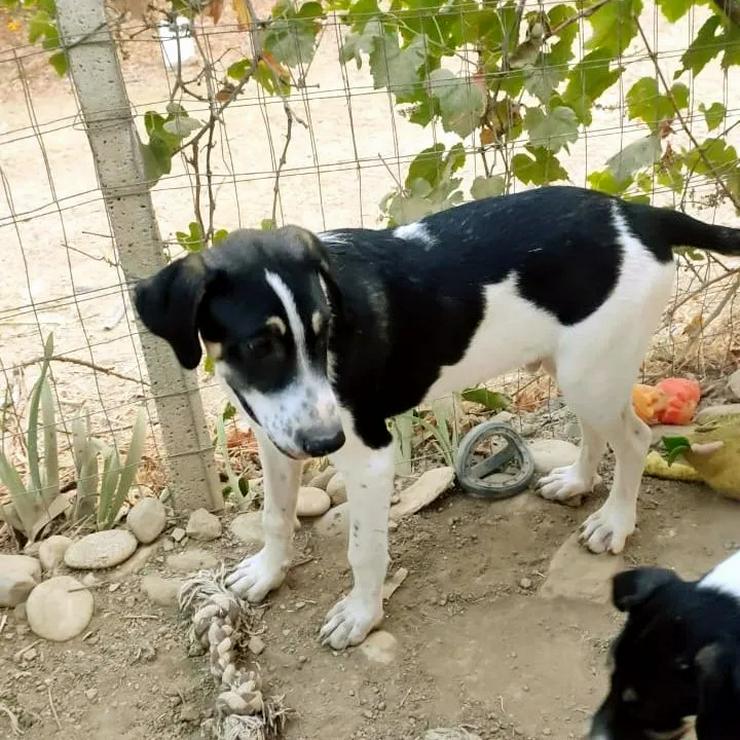 Ralf sucht Familie mit Garten - Mischlingshunde - Bild 1