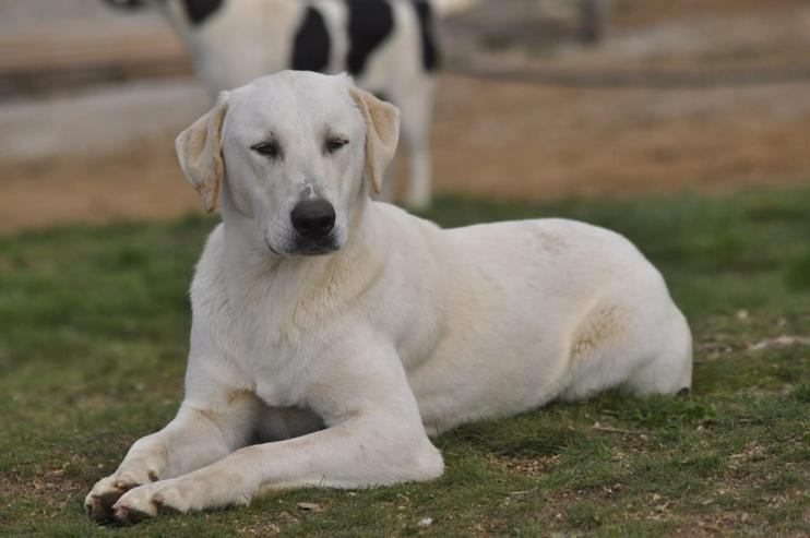 Bild 1: Ernie sucht Familie mit Garten