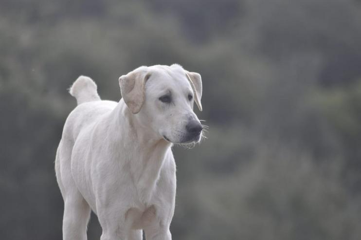 Ernie sucht Familie mit Garten - Mischlingshunde - Bild 7