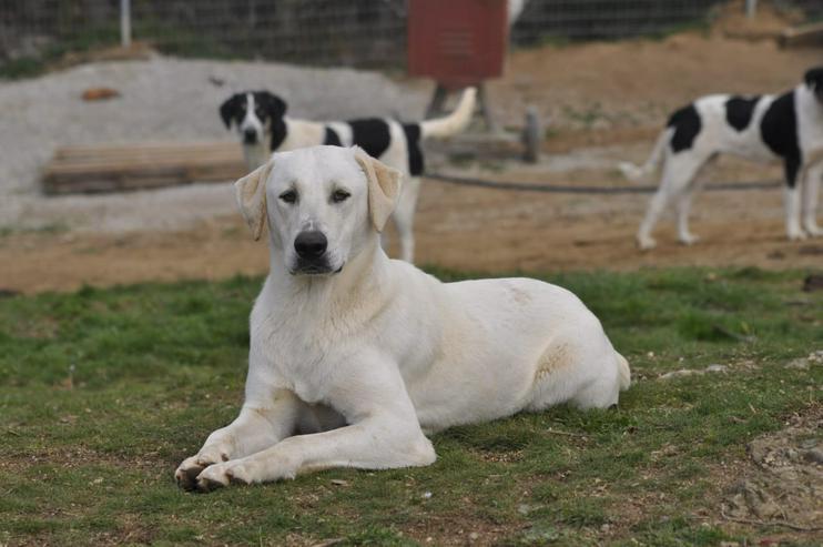 Bild 3: Ernie sucht Familie mit Garten