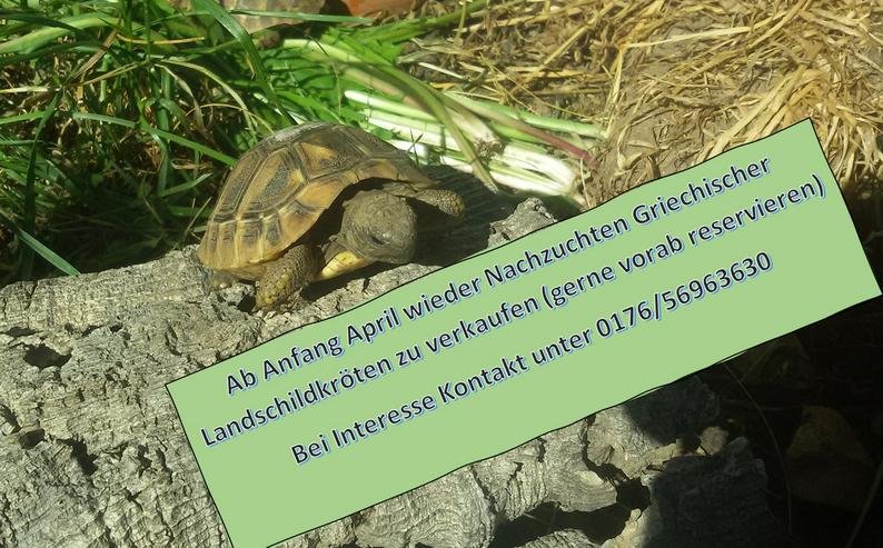 Griechische Landschildkröten NZ2022 - Schildkröten - Bild 3