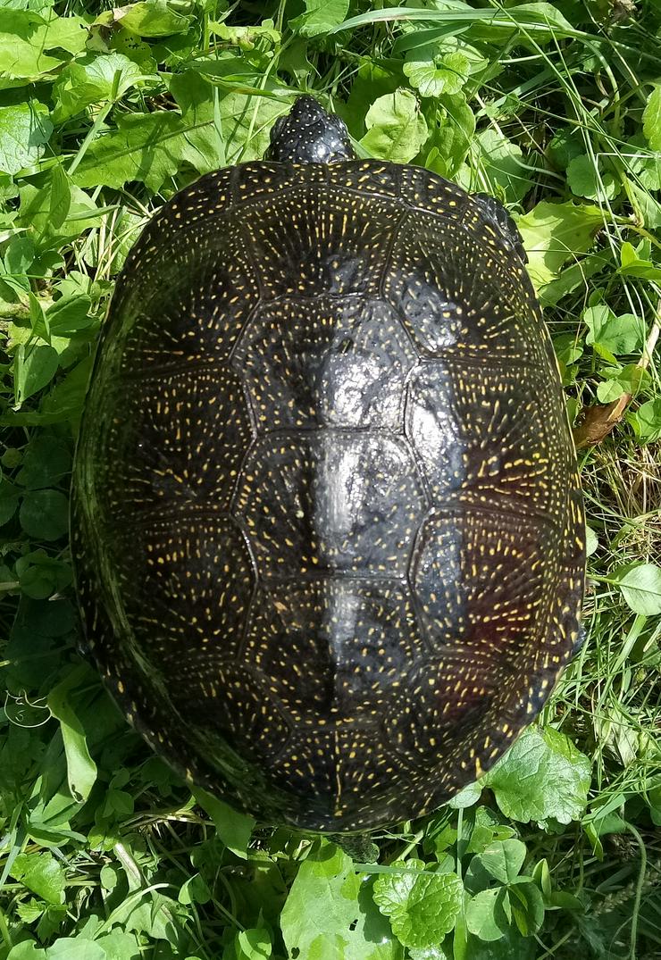 Verkaufe Europäische Sumpfschildkröten - Schildkröten - Bild 3