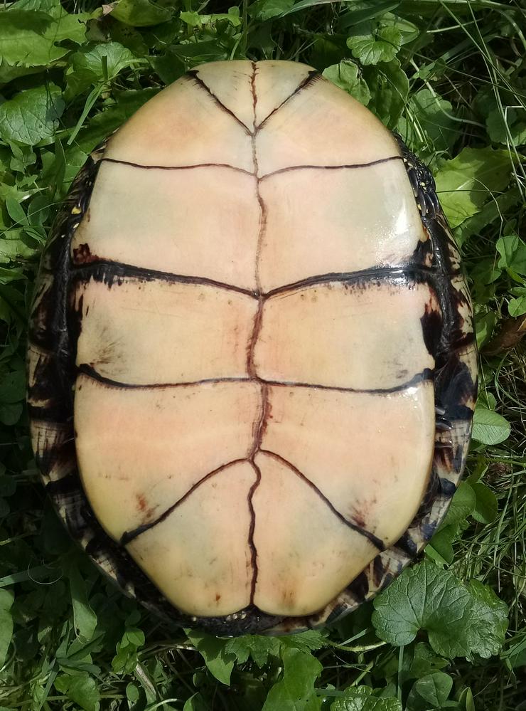 Bild 2: Verkaufe Europäische Sumpfschildkröten