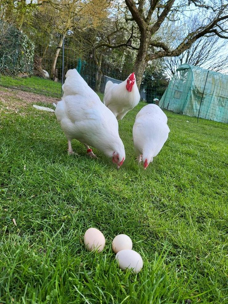 Bruteier vom Schweizerhuhn - Schweizerhühner BE