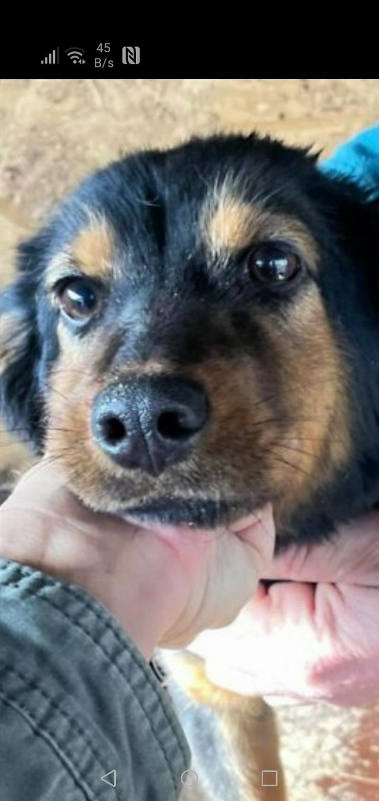 Hündin aus Rumänien sucht Pflege- oder Endstelle  - Mischlingshunde - Bild 1