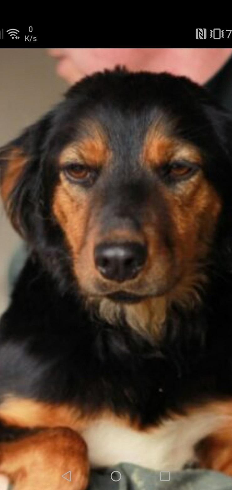 Hündin aus Rumänien sucht Pflege- oder Endstelle  - Mischlingshunde - Bild 3