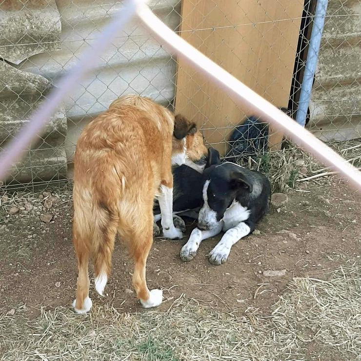 Kleiner Mokka - Mischlingshunde - Bild 9