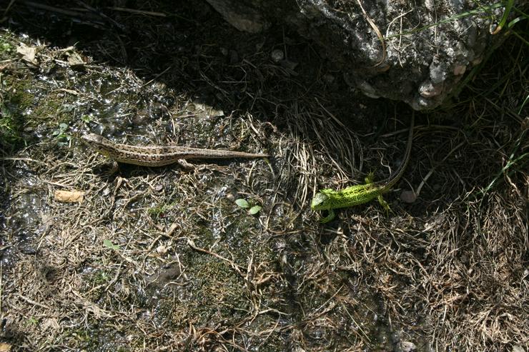 Bild 18: Griechische Landschildkröten, T. hermanni böttgeri und. T. hermanni hermanni aus eigener Nachzucht 2022.
