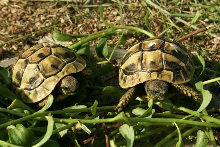 Bild 1: Griechische Landschildkröten, T. hermanni böttgeri und. T. hermanni hermanni aus eigener Nachzucht 2022.