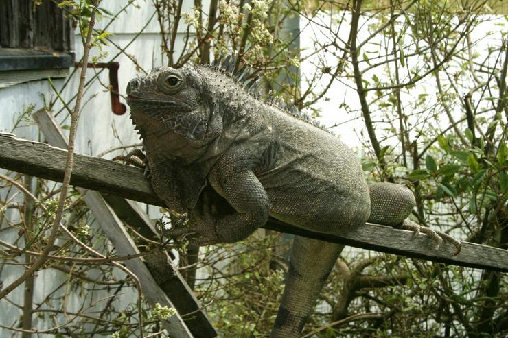 Griechische Landschildkröten, T. hermanni böttgeri und. T. hermanni hermanni aus eigener Nachzucht 20223 und 22. - Schildkröten - Bild 7