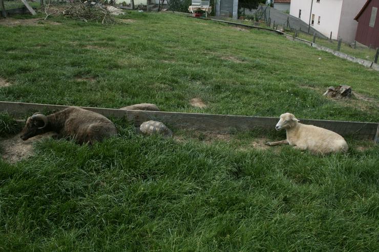 Griechische Landschildkröten, T. hermanni böttgeri und. T. hermanni hermanni aus eigener Nachzucht 20223 und 22. - Schildkröten - Bild 9