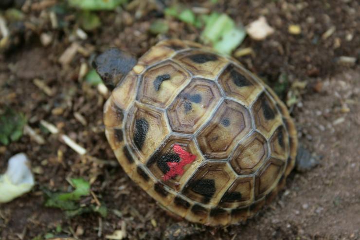 Griechische Landschildkröten, T. hermanni böttgeri und. T. hermanni hermanni aus eigener Nachzucht 20223 und 22. - Schildkröten - Bild 11