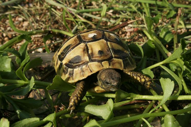 Bild 3: Griechische Landschildkröten, T. hermanni böttgeri und. T. hermanni hermanni aus eigener Nachzucht 20223 und 22.