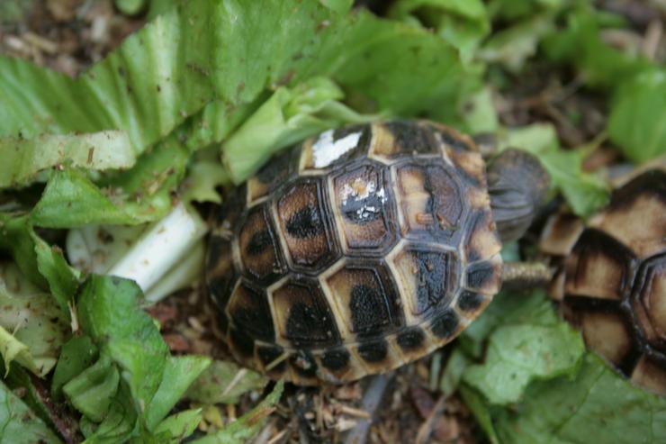 Bild 12: Griechische Landschildkröten, T. hermanni böttgeri und. T. hermanni hermanni aus eigener Nachzucht 20223 und 22.