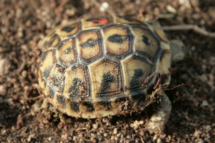 Griechische Landschildkröten, T. hermanni böttgeri und. T. hermanni hermanni aus eigener Nachzucht 20223 und 22. - Schildkröten - Bild 13