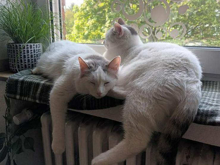 Traumkater Alessio und René suchen ihr gemeinsames Zuhause - Mischlingskatzen - Bild 1