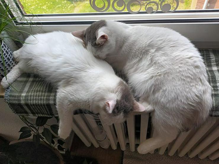 Traumkater Alessio und René suchen ihr gemeinsames Zuhause - Mischlingskatzen - Bild 5