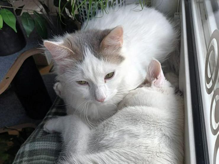 Traumkater Alessio und René suchen ihr gemeinsames Zuhause - Mischlingskatzen - Bild 2