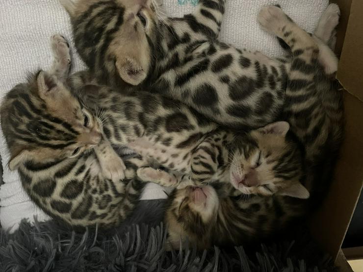 Bild 3: Premium gezeichnete Bengal Kitten 