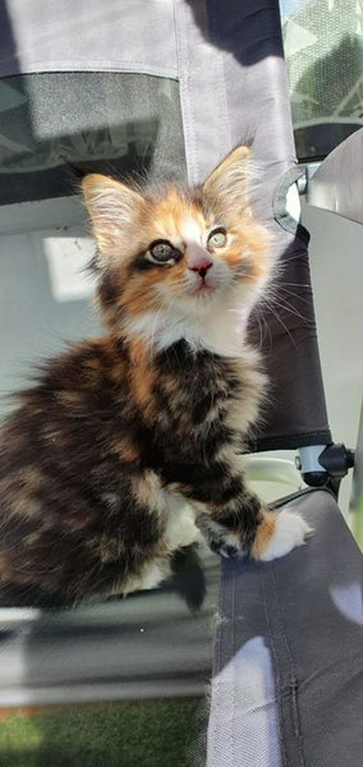 Bild 5: Bezaubernde Maine Coon Kitten Wenona würde gerne Ihren neuen Familie finden
