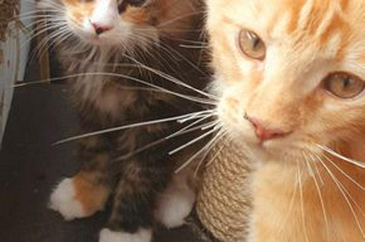 Bild 3: Bezaubernde Maine Coon Kitten Wenona würde gerne Ihren neuen Familie finden