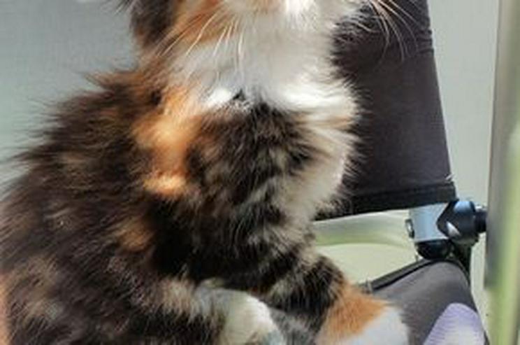 Bild 7: Bezaubernde Maine Coon Kitten Wenona würde gerne Ihren neuen Familie finden