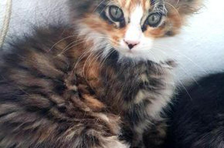 Bild 2: Bezaubernde Maine Coon Kitten Wenona würde gerne Ihren neuen Familie finden
