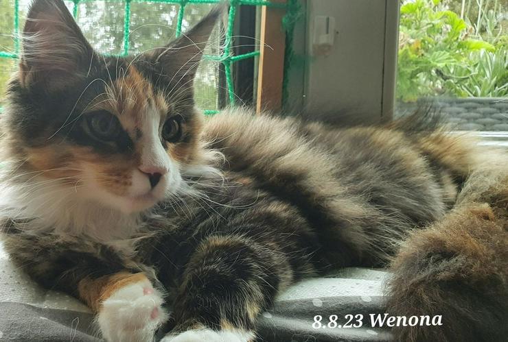 Bild 2: Maine Coon Kitten Wenona benötig liebevollen Betreunungsplatz