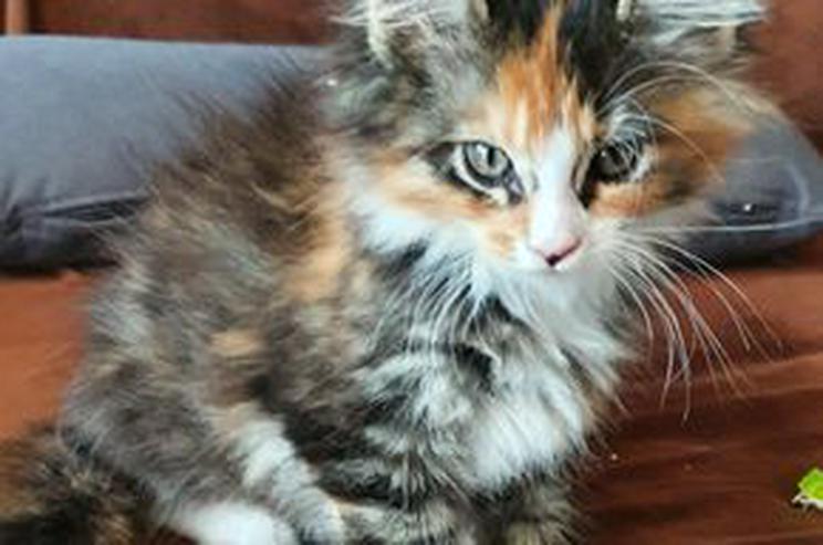 Maine Coon Kitten Wenona benötig liebevollen Betreunungsplatz - Rassekatzen - Bild 7