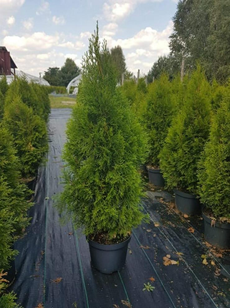 Tuje Smaragd Thuja Smaragd 70-100cm 3-7,5L Topf Lebensbaum Smaragd - Heckenpflanzen Unsere Kostenloser Versand Deutschland und Österreich