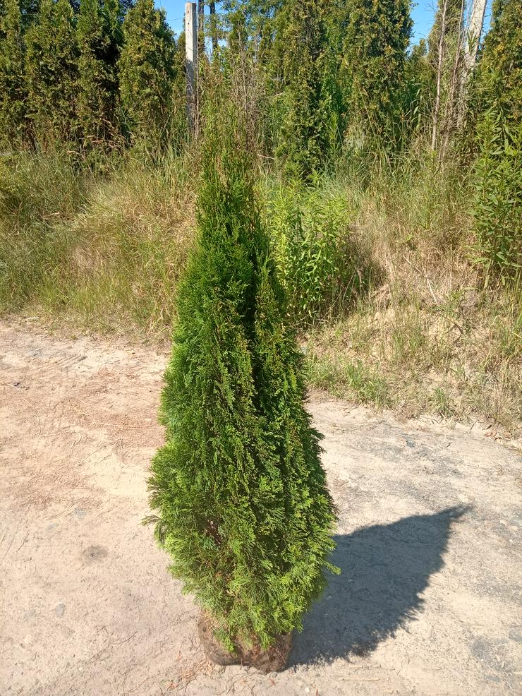 Bild 4: Thuja Smaragd 140-160 cm Lebensbaum Smaragd - Heckenpflanzen Wurzelballen Kostenloser Versand Deutschland und Österreich