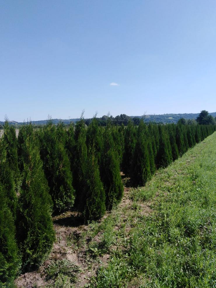 Bild 6: Thuja Smaragd 140-160 cm Lebensbaum Smaragd - Heckenpflanzen Wurzelballen Kostenloser Versand Deutschland und Österreich